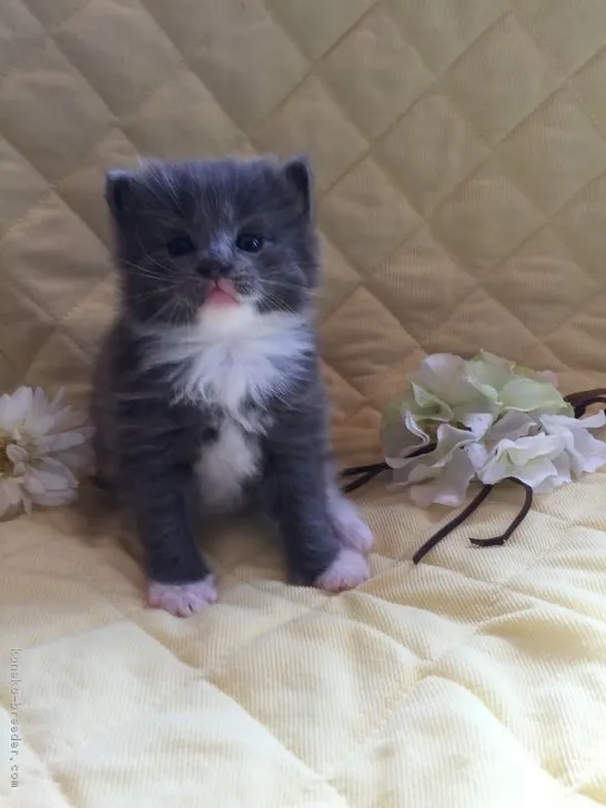 ID：1703-00761の子猫