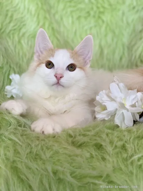 ID：2110-02438の子猫