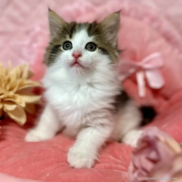ID：2310-02802の子猫