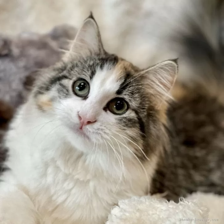 ID：2312-02631の子猫