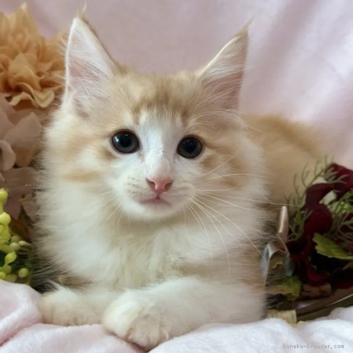 ID：2308-01432の子猫