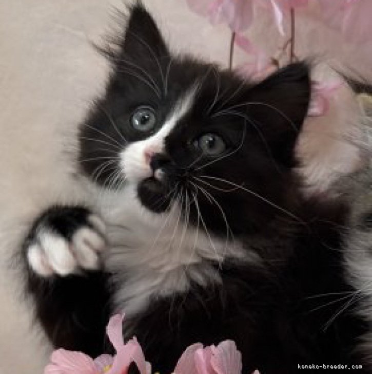 じゃれねこ『2月☆65 ブラックベリー』 cat_img_1_8e0ad2054758.jpg