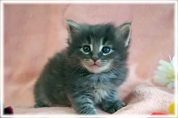葵まま 様のお迎えした子猫