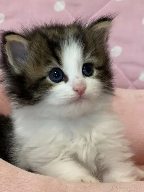 ミア 様のお迎えした子猫