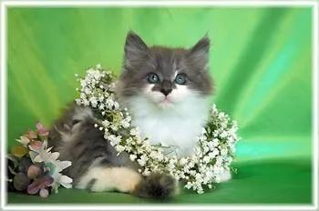 ID：1307-00242の子猫