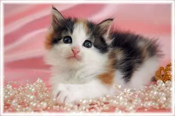 ID：1512-00438の子猫