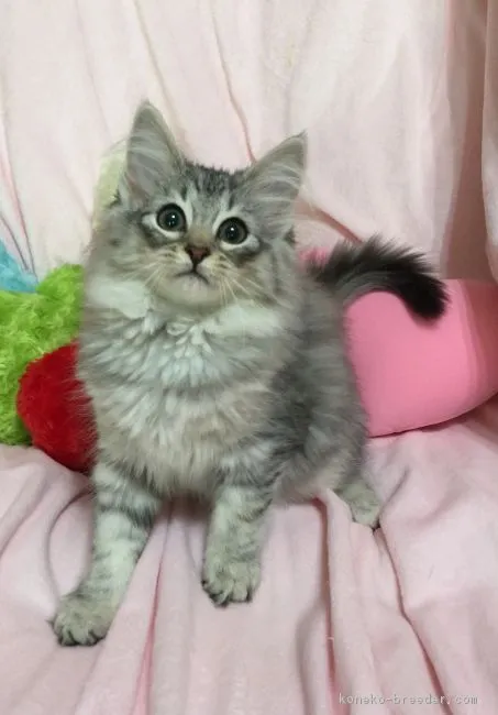 ID:1705-01227の子猫