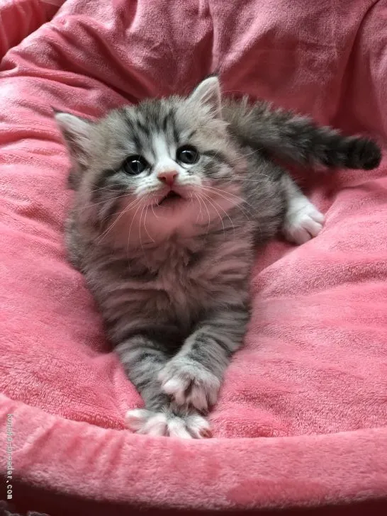 ID：1906-00412の子猫