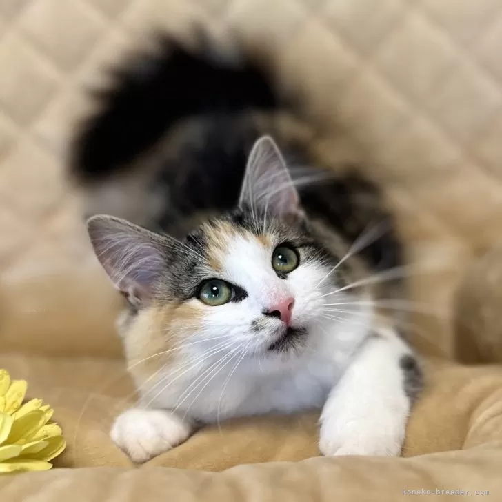 K.N 様のお迎えした子猫
