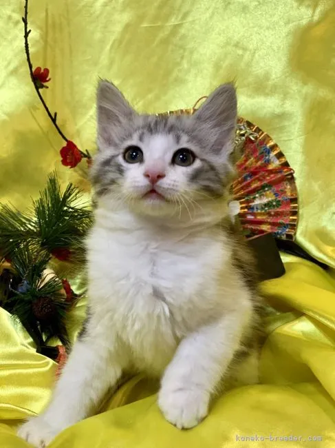 ID:2111-02209の子猫