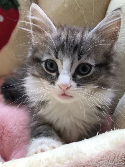 ID:1811-01047の子猫