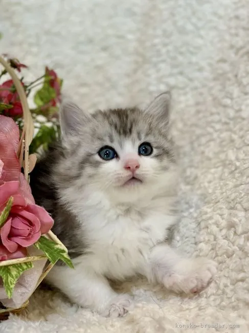 ID：2205-00462の子猫