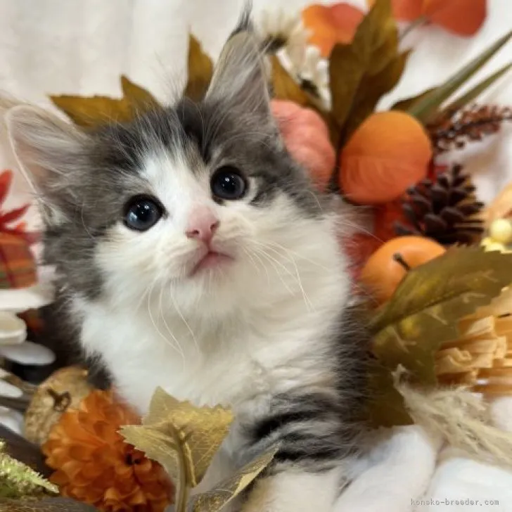 ID:2308-01557の子猫