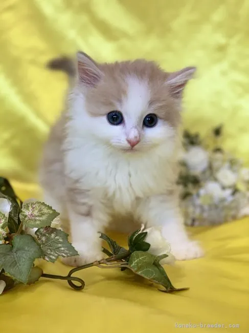 Rちゃん 様のお迎えした子猫