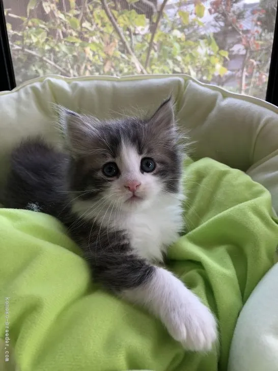 ID:1811-00187の子猫