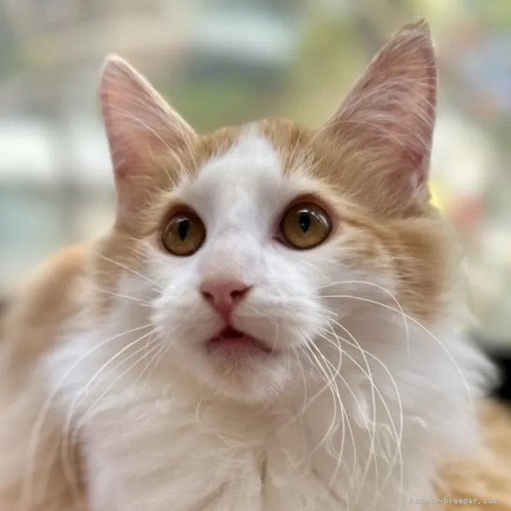 T.I 様のお迎えした子猫