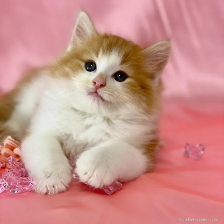 ID：2206-00897の子猫