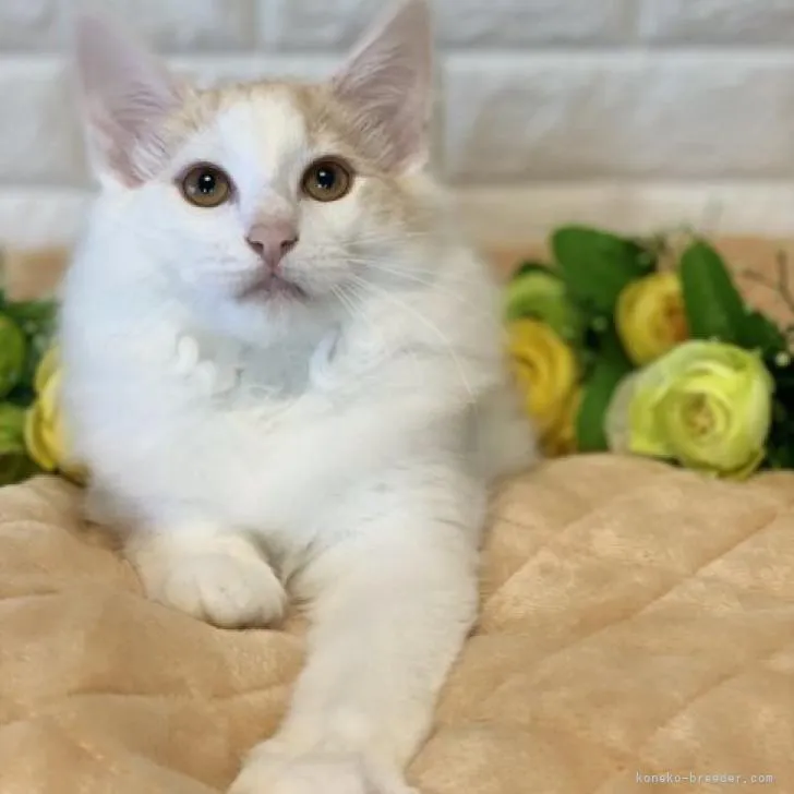 I.S 様のお迎えした子猫