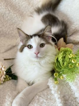 ノルウェージャンフォレストキャット【兵庫県・男の子・2021年10月28日・ブラウンマッカレルタビーアンドホワイト】の写真「先っぽの白いおシッポが可愛いです♡」