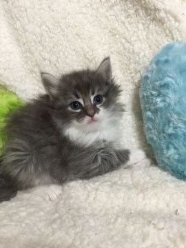 ノルウェージャンフォレストキャット【兵庫県・男の子・2016年11月23日・ブルーシルバーマッカレルタビー&ホワイト】の写真「」