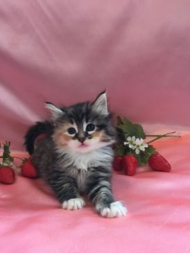 ノルウェージャンフォレストキャット【兵庫県・女の子・2016年12月8日・ブラウンマッカレルトービィ&ホワイト】の写真「愛嬌タップリちゃんです！」