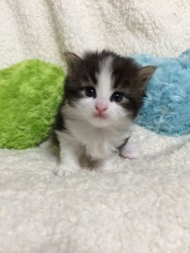 ノルウェージャンフォレストキャット【兵庫県・女の子・2016年12月13日・ブラウンマッカレルタビー&ホワイト】の写真「既に美猫さんです！」