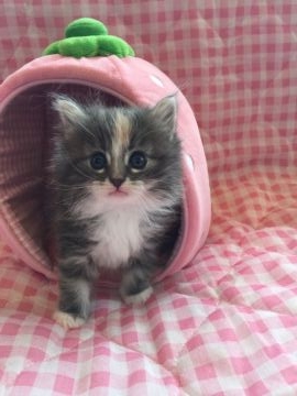 ノルウェージャンフォレストキャット【兵庫県・女の子・2016年12月10日・ブルークラシックトービィ&ホワイト】の写真「綺麗系美にゃんです！」