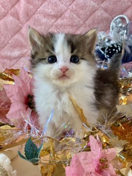 ノルウェージャンフォレストキャット【兵庫県・男の子・2021年11月9日・ブラウンマッカレルタビーアンドホワイト】の写真「大人しい系坊やになりそうです♡」