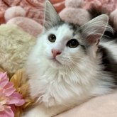 ノルウェージャンフォレストキャット