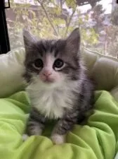 ノルウェージャンフォレストキャット【兵庫県・男の子・2018年10月8日・シルバーマッカレルタビーアンドホワイト】の写真3「しっかり身体を起こしてくれて優秀なモデルさんでした！」