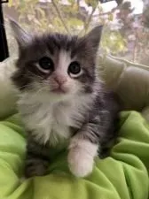 ノルウェージャンフォレストキャット【兵庫県・男の子・2018年10月8日・シルバーマッカレルタビーアンドホワイト】の写真4「｢可愛く撮ってくだちゃい♡｣素材が良いから心配ないわ(^^)」