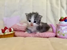 ノルウェージャンフォレストキャット【兵庫県・女の子・2025年10月1日・ブルーシルバーマッカレルタビーアンドホワイト】の写真12