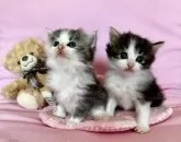 ノルウェージャンフォレストキャット【兵庫県・男の子・2025年10月1日・ブラックタビーアンドホワイト】の写真12