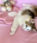 ノルウェージャンフォレストキャット【兵庫県・女の子・2025年7月23日・ブラウンパッチドタビーアンドホワイト】の写真13「びよ〜〜ん😆」