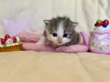 ノルウェージャンフォレストキャット【兵庫県・女の子・2025年10月1日・ブルーシルバーマッカレルタビーアンドホワイト】の写真13