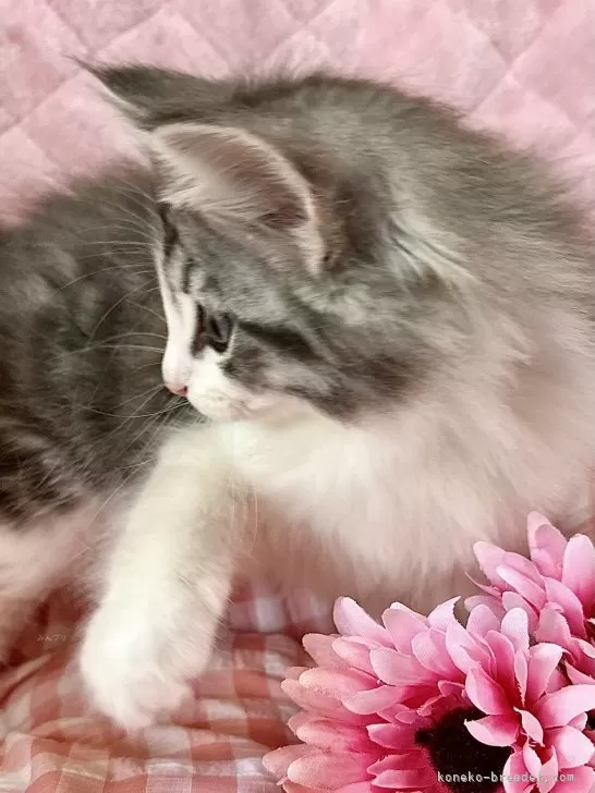 ミワちゃんさま専用ページ24日購入ラムキング （NEWS | THE