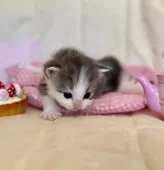 ノルウェージャンフォレストキャット【兵庫県・女の子・2025年10月1日・ブルーシルバーマッカレルタビーアンドホワイト】の写真15