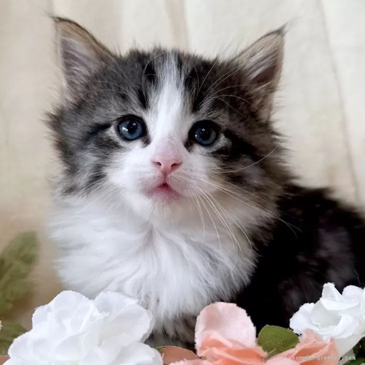 ID:2412-02432の子猫