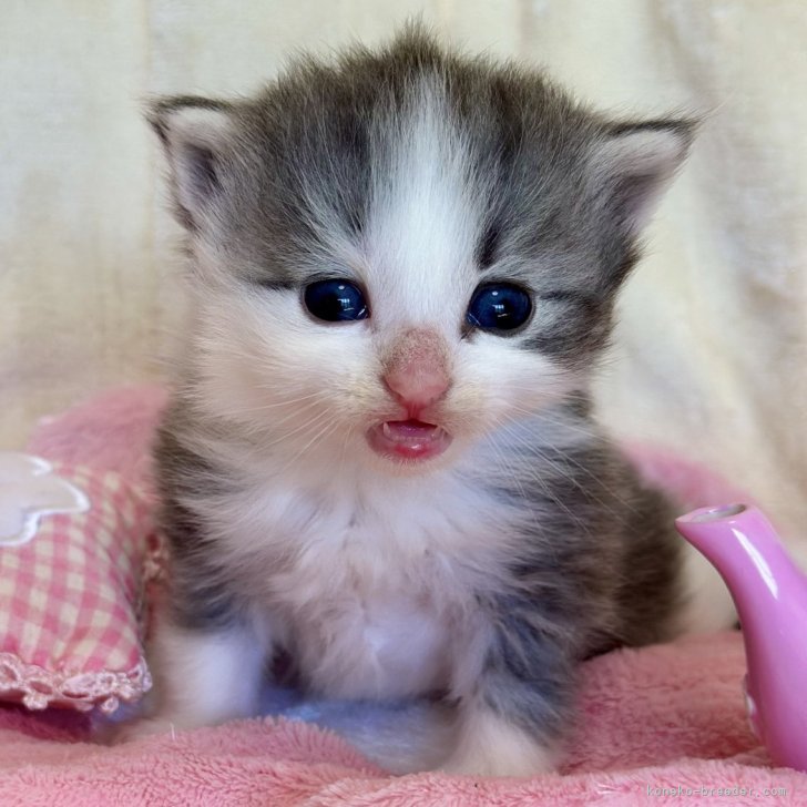 ブリーダー画像