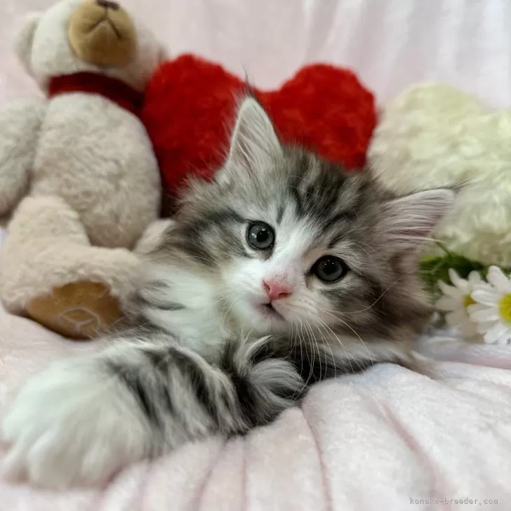 ID:2412-02272の子猫