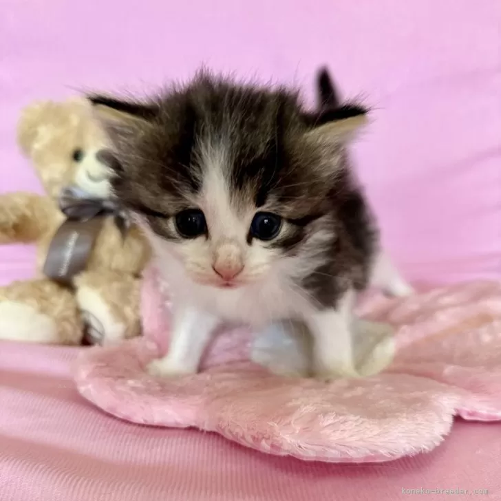 ノルウェージャンフォレストキャット【兵庫県・男の子・2025年10月1日・ブラックタビーアンドホワイト】の写真1「クリッとした大きな瞳がとっても可愛らしい坊やです💖」