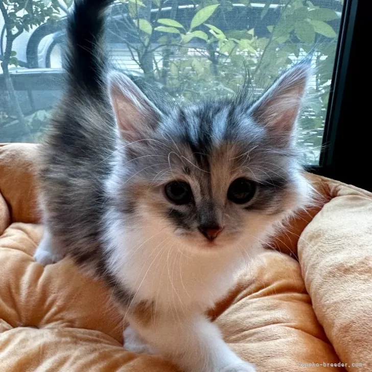 M.A 様のお迎えした子猫
