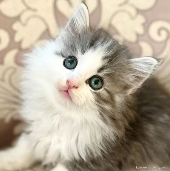 M.S 様のお迎えした子猫