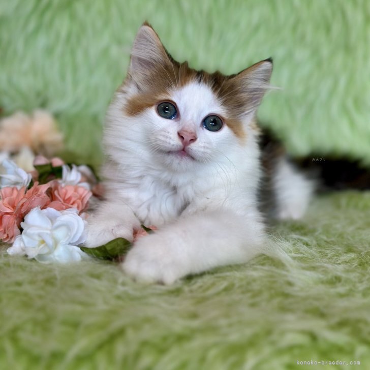 ブリーダー画像