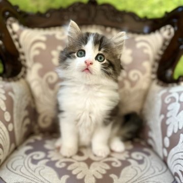 ノルウェージャンフォレストキャット【兵庫県・男の子・2025年10月1日・ブラックタビーアンドホワイト（ダブルコート）】の写真「元気いっぱいイケメンべびにゃんです♡」