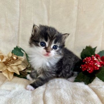 ノルウェージャンフォレストキャット【兵庫県・女の子・2025年11月19日・ブラック(ブラウン)マッカレルタビーアンドホワイト（ダブルコート）】の写真「大きなお目目がチャームポイントです✨️」