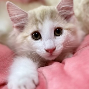 ノルウェージャンフォレストキャット【兵庫県・男の子・2025年2月13日・カメオタビーアンドホワイト】の写真「キラキラ煌めく美しい毛色です✨️」