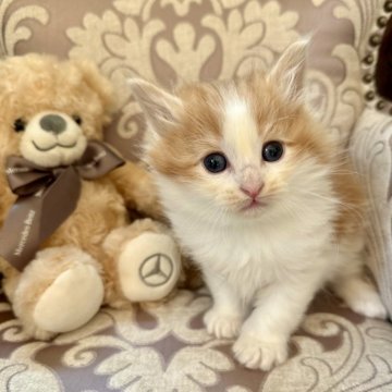 ノルウェージャンフォレストキャット【兵庫県・男の子・2025年11月28日・レッドクラシックタビーアンドホワイト（ダブルコート）】の写真「ツヤぴかに輝くコートの坊やです✨️」