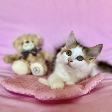 ノルウェージャンフォレストキャット【兵庫県・女の子・2025年7月23日・ブラウンパッチドタビーアンドホワイト】の写真「大きなお目目の可愛い三毛ちゃんです💖」