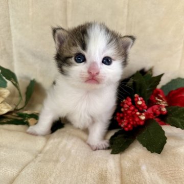 ノルウェージャンフォレストキャット【兵庫県・男の子・2025年11月19日・ブラック(ブラウン)タビーアンドホワイト（ダブルコート）】の写真「ぽっちゃり、まぁるい可愛い坊やです♡」